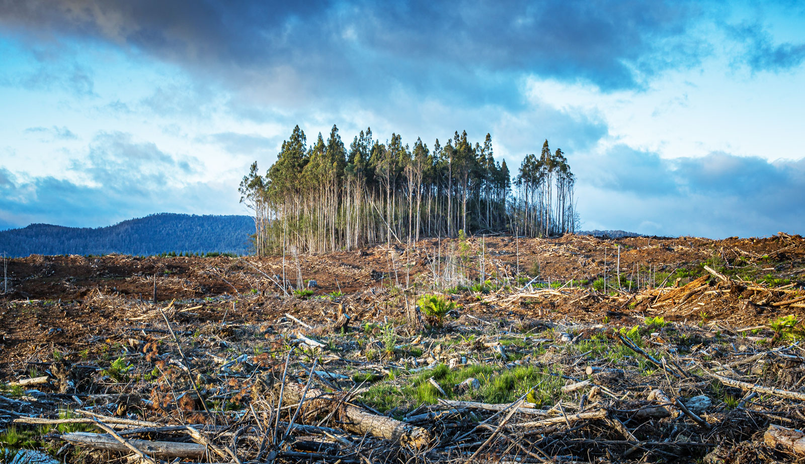 Cambiamento climatico